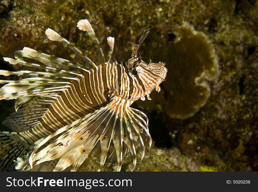 Comon lionfish (pterois miles)