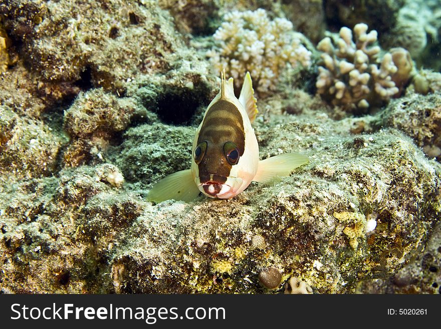 Blacktip Grouper (Epinephelus Fasciatus)