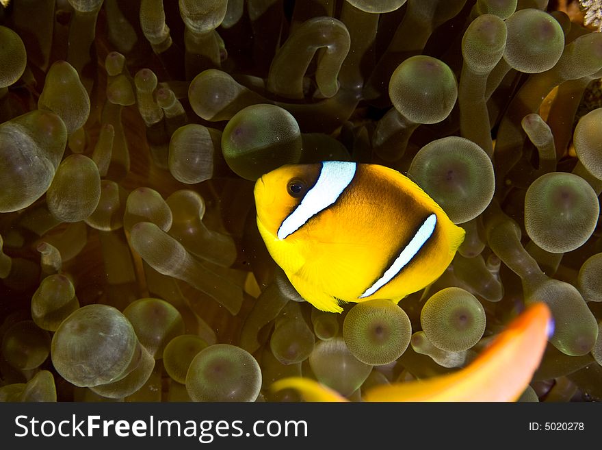 Red Sea Anemonefish (Amphipiron Bicinctus)and Bub