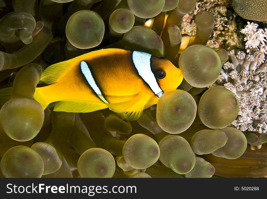 Red Sea Anemonefish (Amphipiron Bicinctus)and Bub