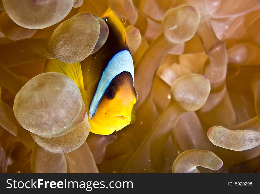 Red Sea Anemonefish (Amphipiron Bicinctus)and Bub