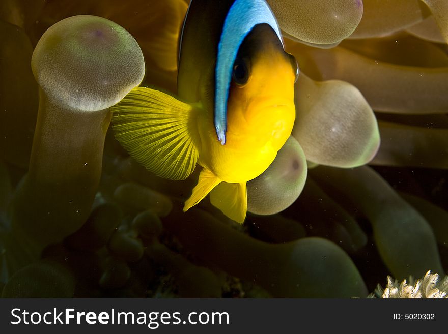 Red Sea Anemonefish (Amphipiron Bicinctus)and Bub