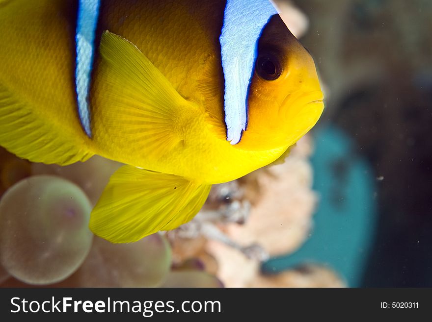 Red sea anemonefish (Amphipiron bicinctus)and bub