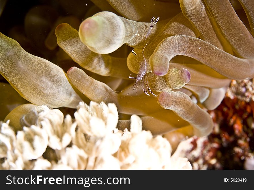 Long-arm Cleaner Shrimp (periclemenes Brevicarpali