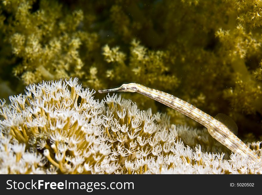 Red sea pipefish (corythoichthys sp.)taken in Middle Garden.