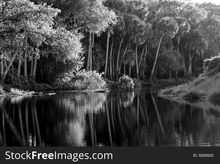 Palm Trees along Myakka River. Palm Trees along Myakka River