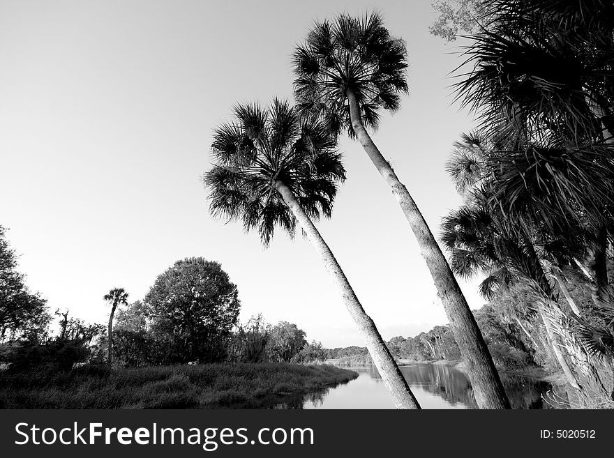 Palm Trees along Myakka River. Palm Trees along Myakka River