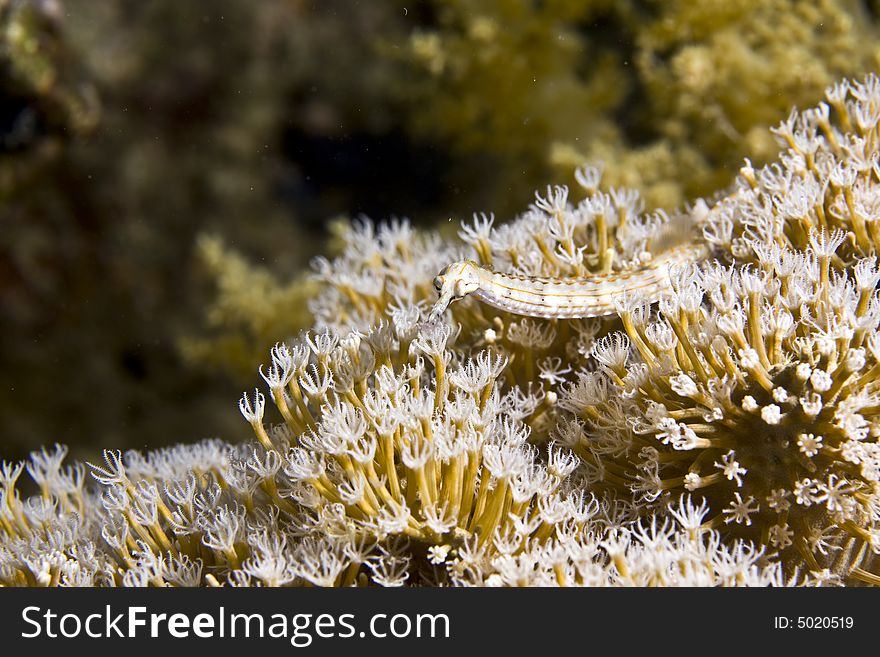 Red sea pipefish (corythoichthys sp.)