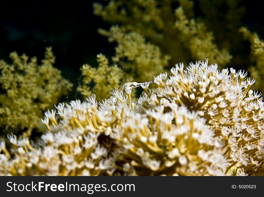 Red Sea Pipefish (corythoichthys Sp.)