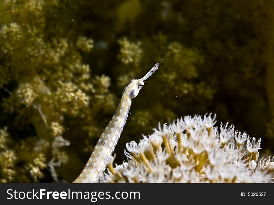 Red sea pipefish (corythoichthys sp.)taken in Middle Garden.