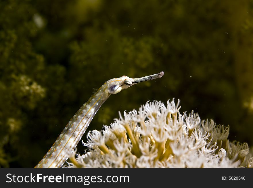 Red Sea Pipefish (corythoichthys Sp.)