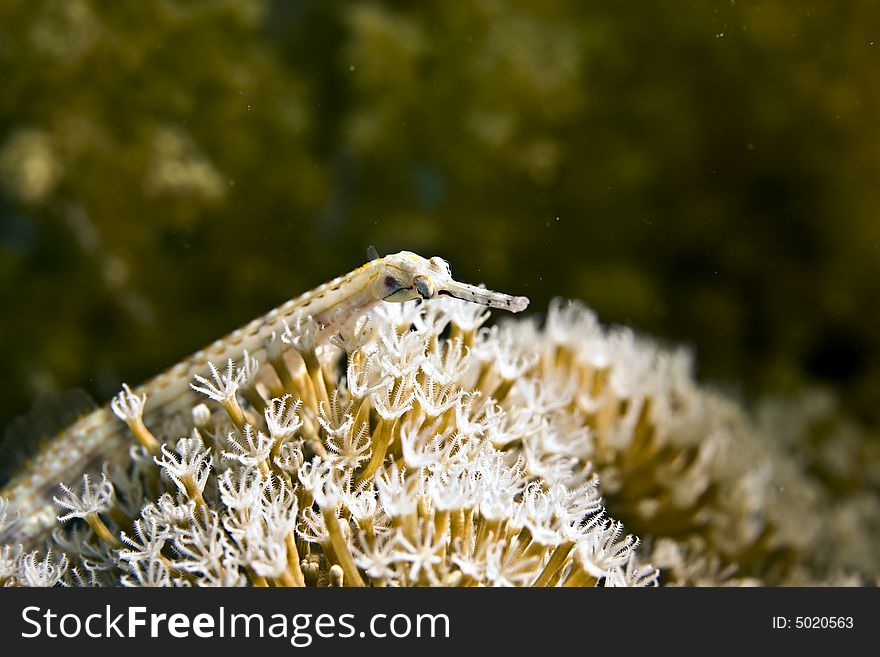 Red sea pipefish (corythoichthys sp.)taken in Middle Garden.
