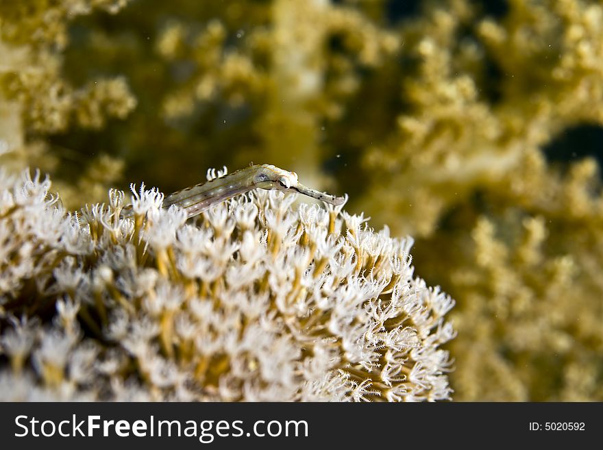 Red sea pipefish (corythoichthys sp.)taken in Middle Garden.