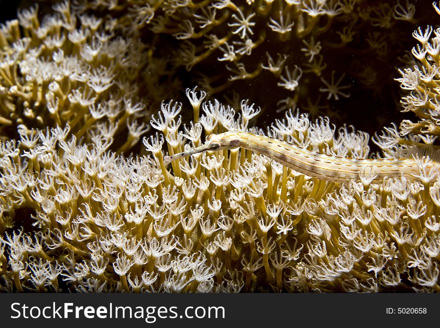 Giant moray (gymnothorax javanicus) taken in Middle Garden.