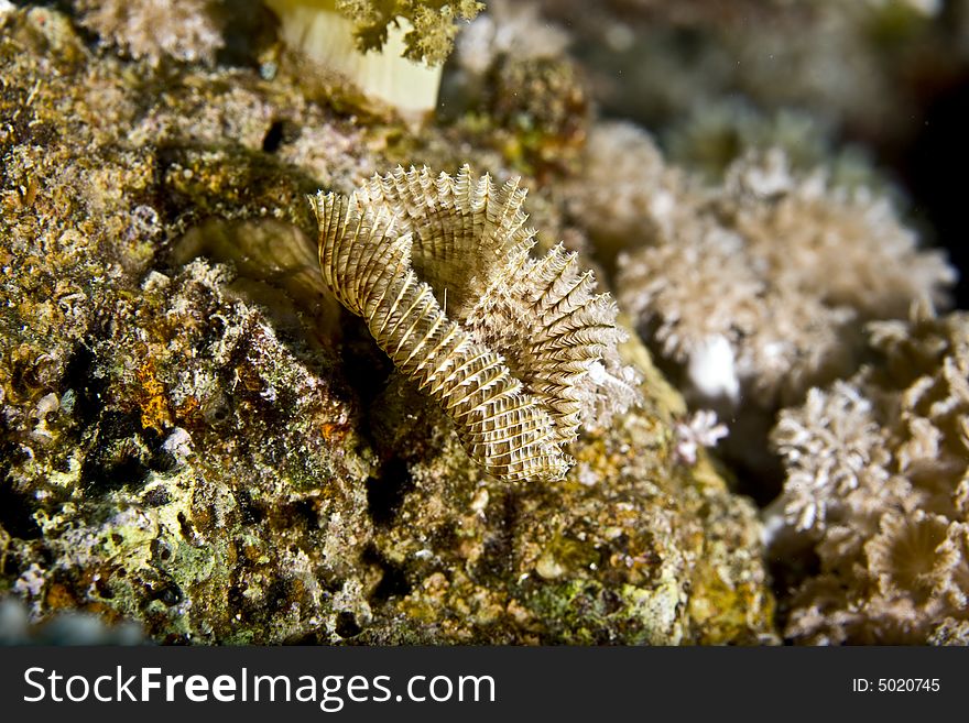 Feather duster worm (sabellastarte indica)