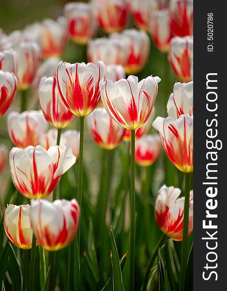 Red-in-white colored tulip flowers blooming under sunshine in spring. Red-in-white colored tulip flowers blooming under sunshine in spring.