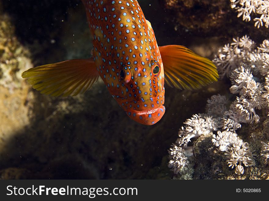 Coral Hind (cephalopholis Miniata)