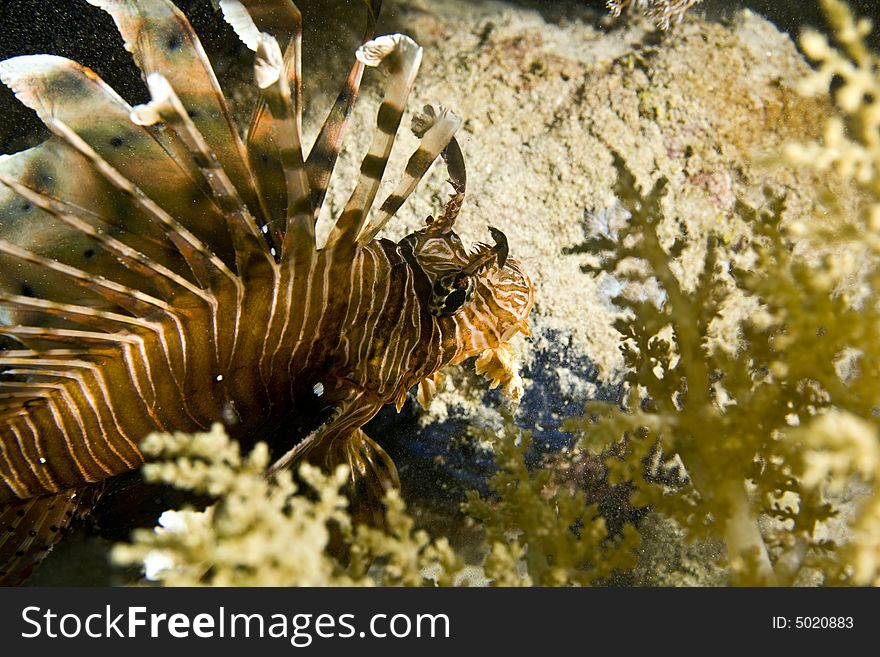 Common Lionfish (pterois Miles)