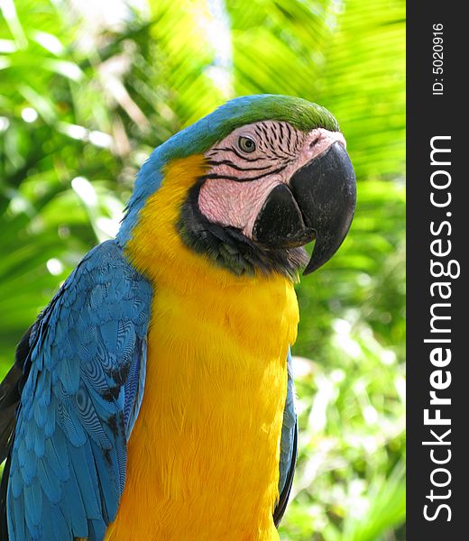 Parrot with beautiful yellow and turquoise coloring