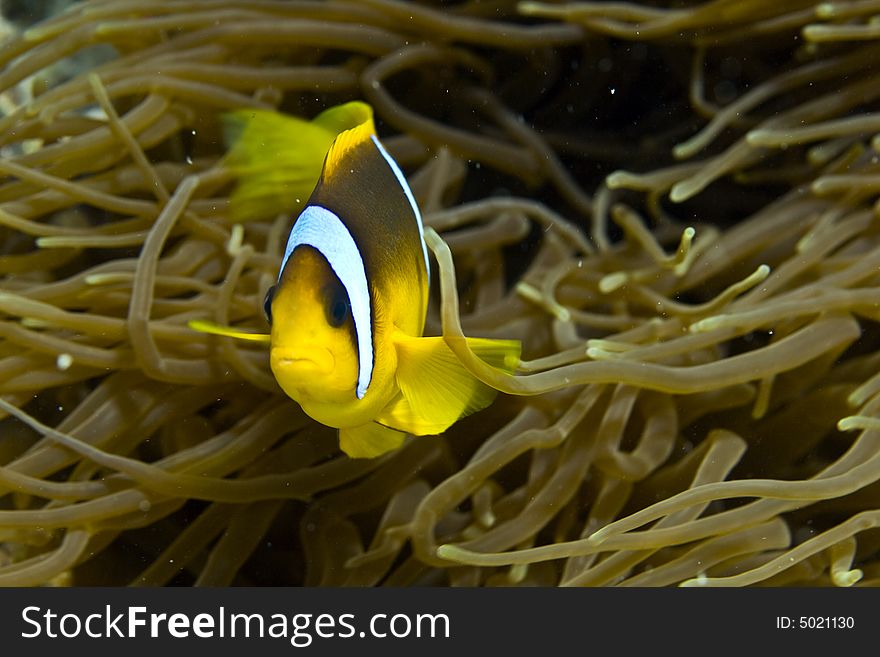 Red sea anemonefish (Amphipiron bicinctus)