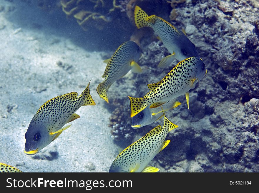 Blackspotted sweetlips (plectorhinchus gaterinus) taken in Middle Garden.