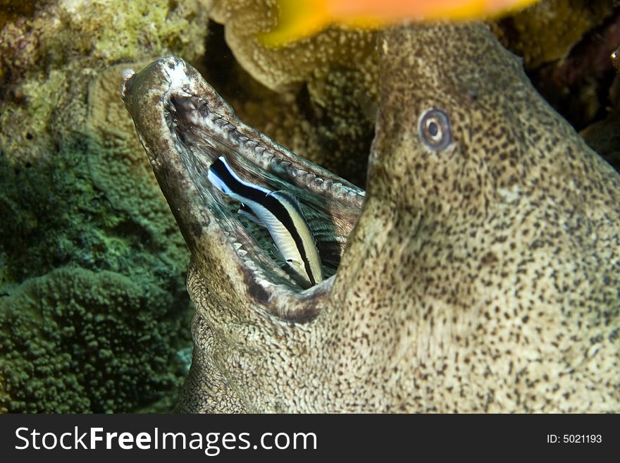 Giant Moray (gymnothorax Javanicus) And A Cleaner