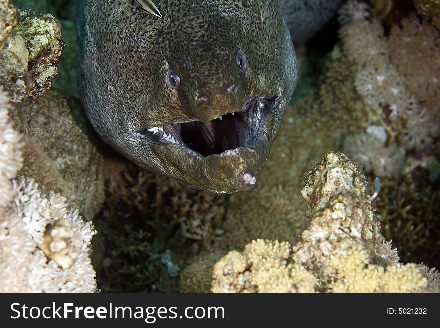 Giant moray (gymnothorax javanicus) and a cleaner