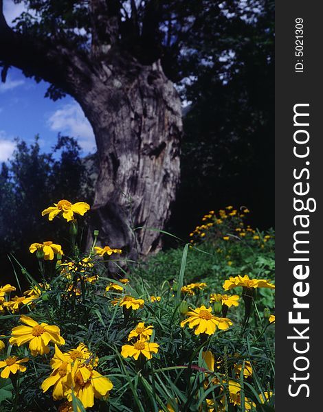 Yellow daisies growing under a big tree. Yellow daisies growing under a big tree