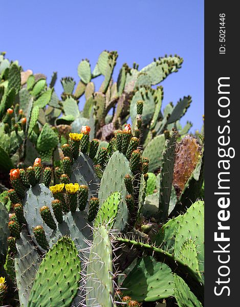 A view of wild cactus in nature. A view of wild cactus in nature