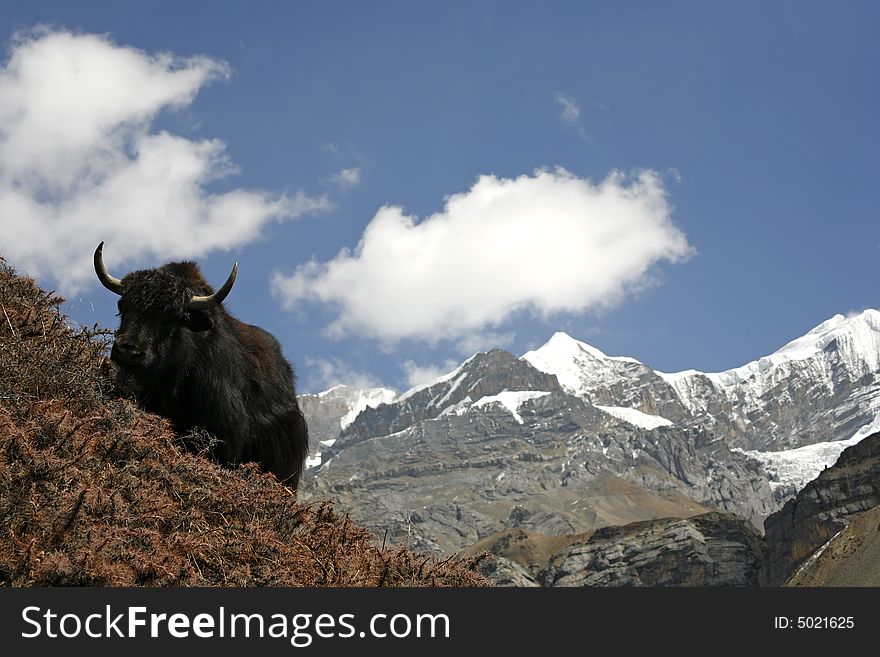 Wild Yak In Himalayas, Annapurna