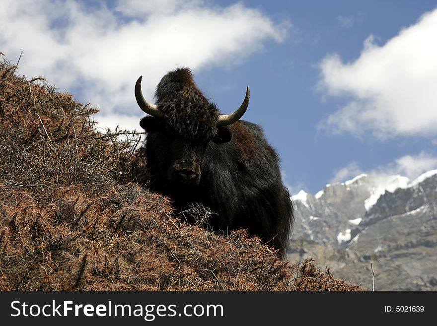 Wild Yak In Himalayas, Annapurna