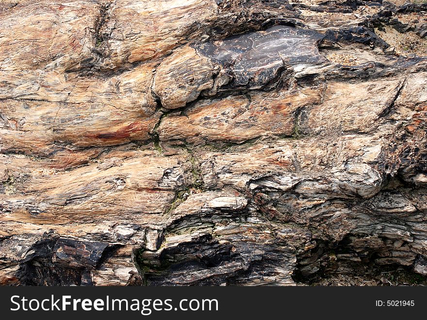 The silicated wood,fossil wood,Xinjiang,China.