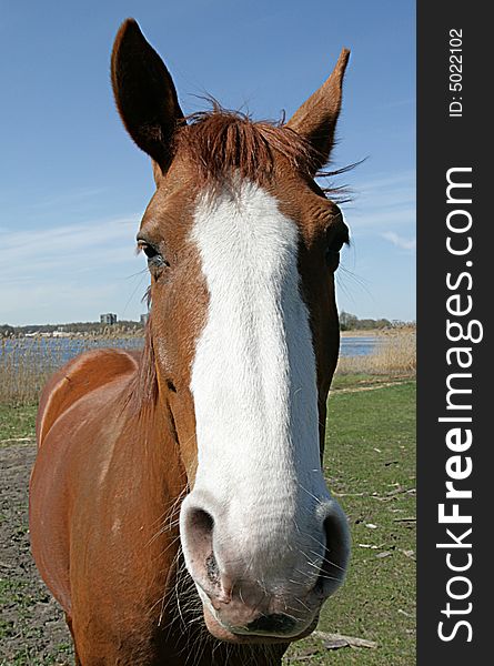 Horse on a lake beach