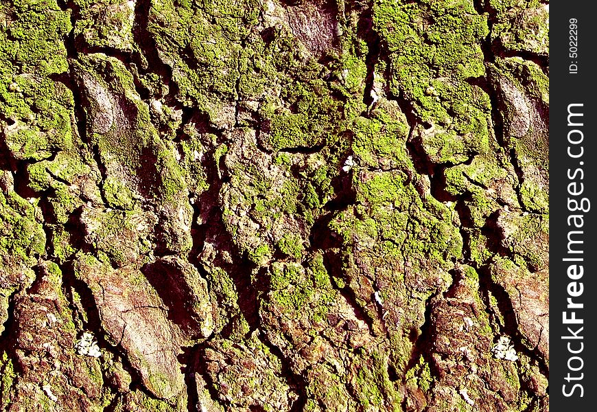 Green moss on bark of tree background. Green moss on bark of tree background