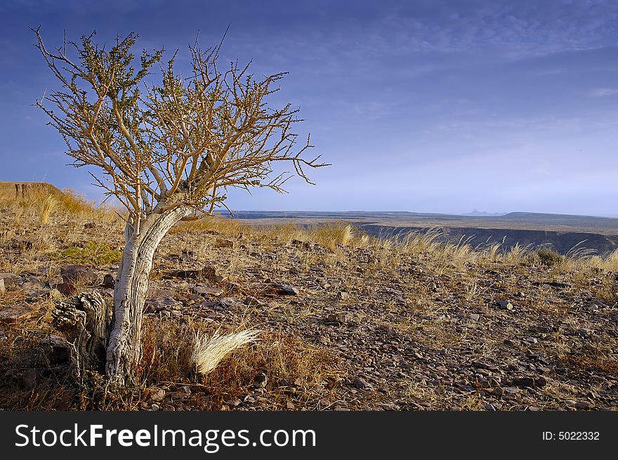 Single tree at Fish River Canyon (Namibia)