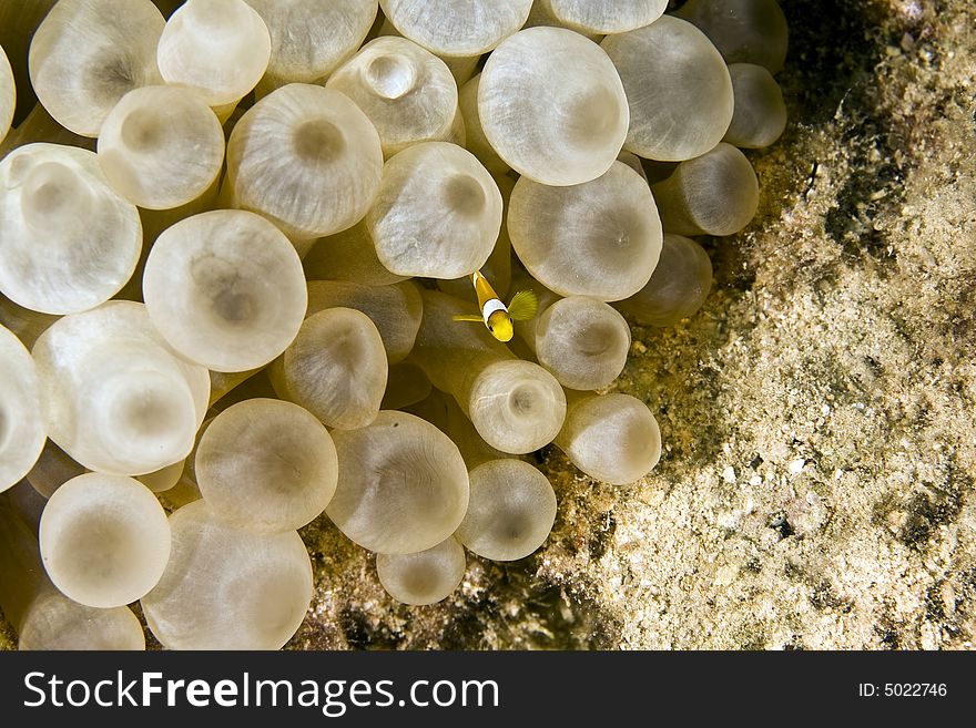 Red sea anemonefish (Amphipiron bicinctus)and bub