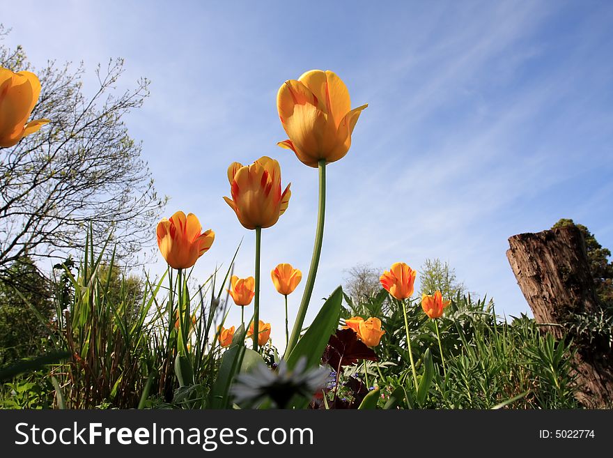 Paris tulips in the beautiful spring. Paris tulips in the beautiful spring