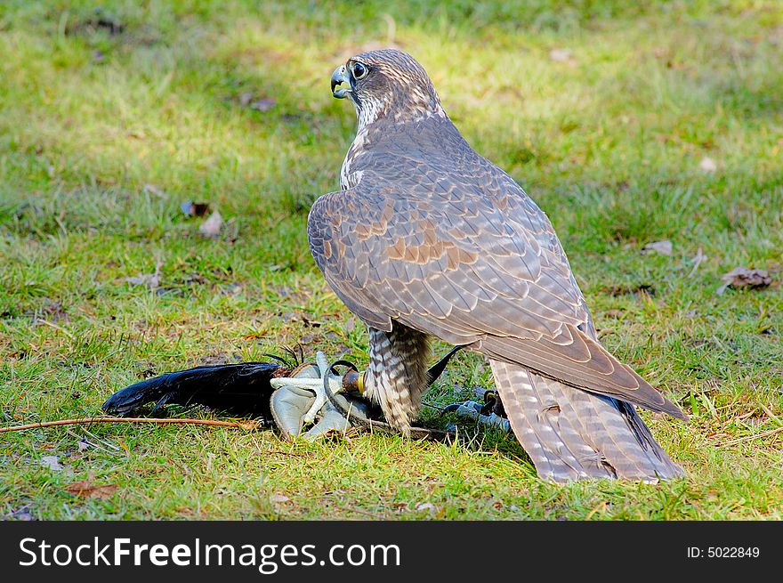 Portrait of Saker Falcon with bushes as background