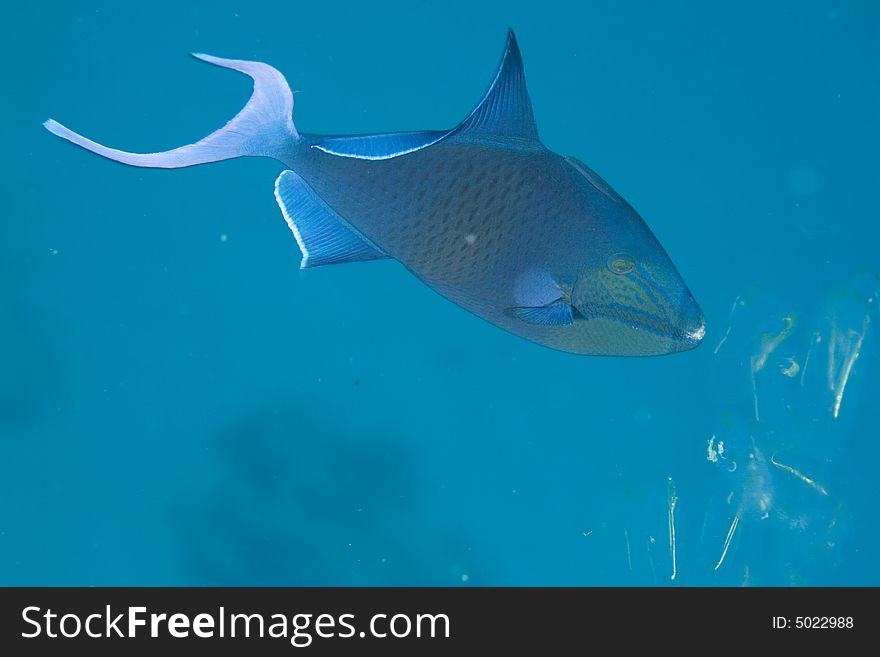 Blue triggerfish (pseudobalistes fuscus) taken in Middle Garden.