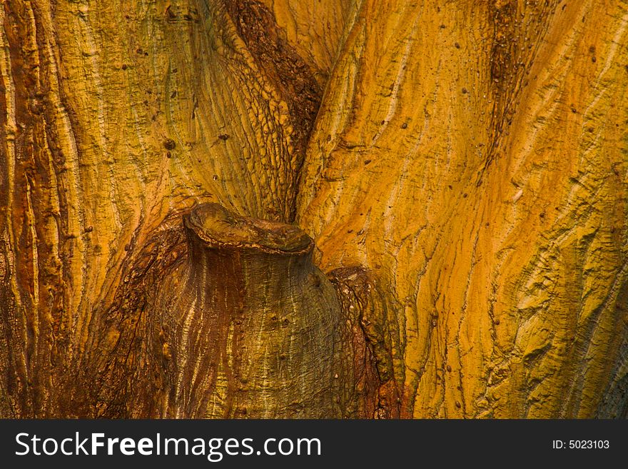 Awesome tree texture located at lombok, indonesia