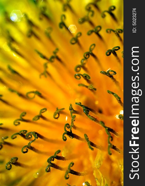 Amazing Close-up of Yellow Dandelion (Zoom 5x)