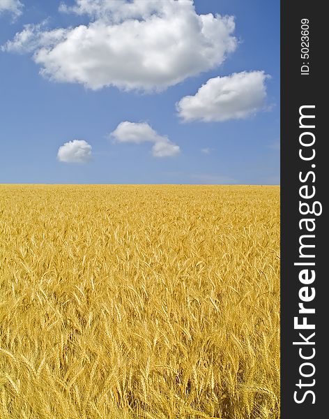 Ripe wheat field and cloudy blue sky