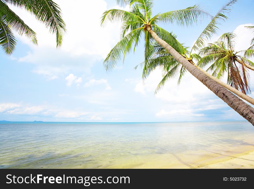 View of nice tropical empty sandy beach with some palm. View of nice tropical empty sandy beach with some palm