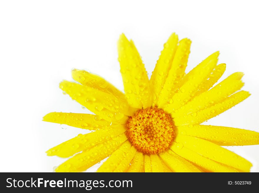 Part of yellow daisy isolated on white. Part of yellow daisy isolated on white