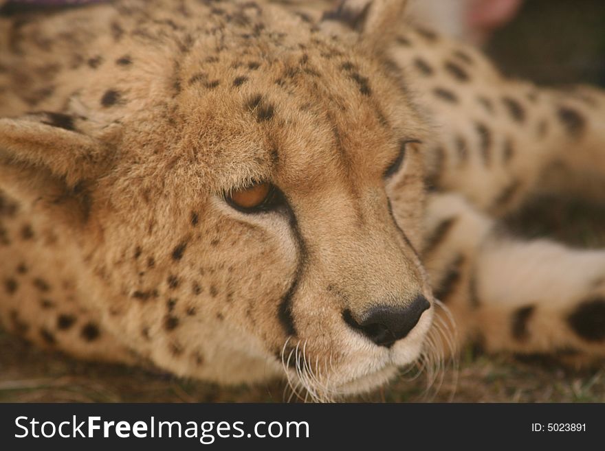 Closeup of a cheetah male's face. Closeup of a cheetah male's face.