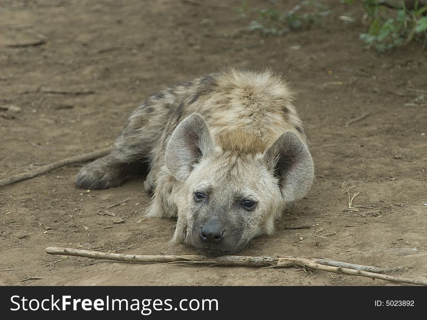 Young hyena tired after all days playing games...