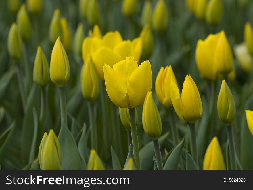 Yellow tulip on green background