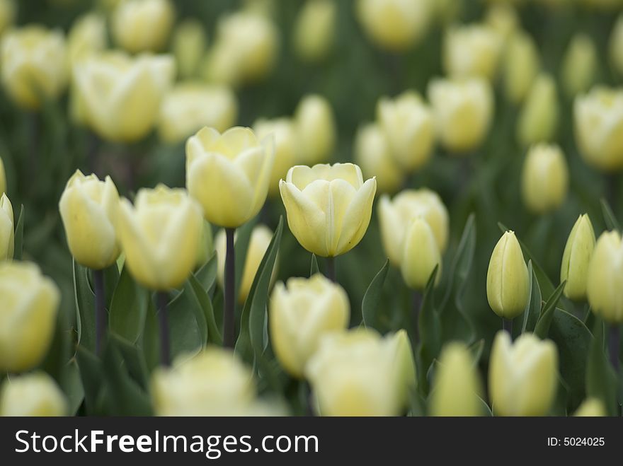 Yellow tulip on green background