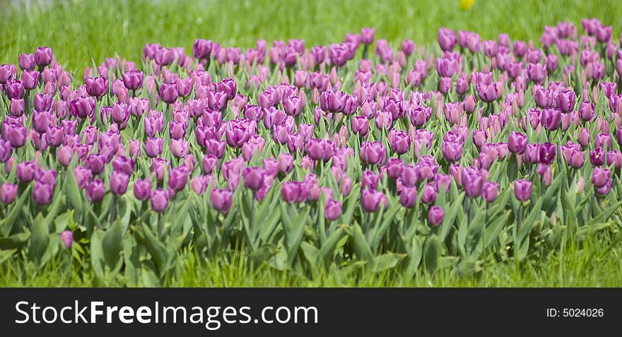 Violet tulip on green background