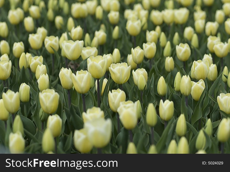 Yellow tulip on green background